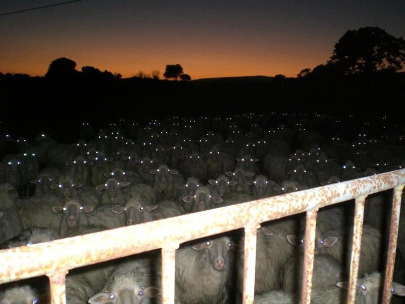 sheep at dusk in a pen