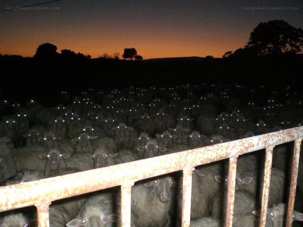 sheep at dusk in a pen