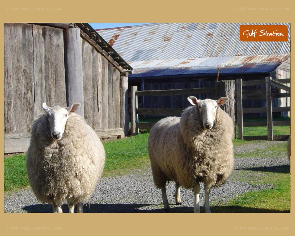 Sheep at Gulf Station