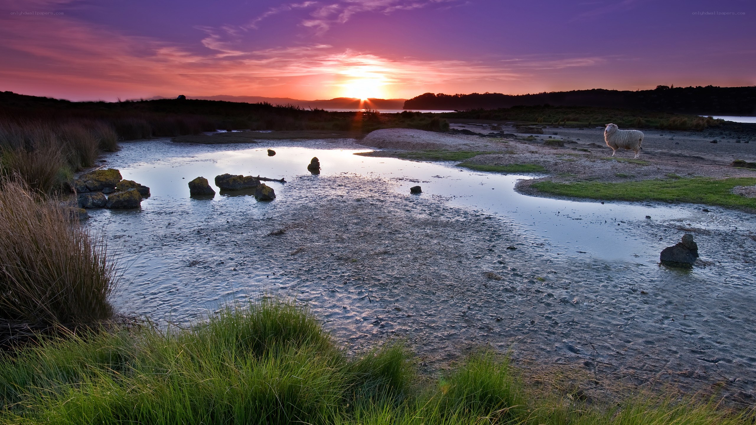 Sheep at sunset by the water