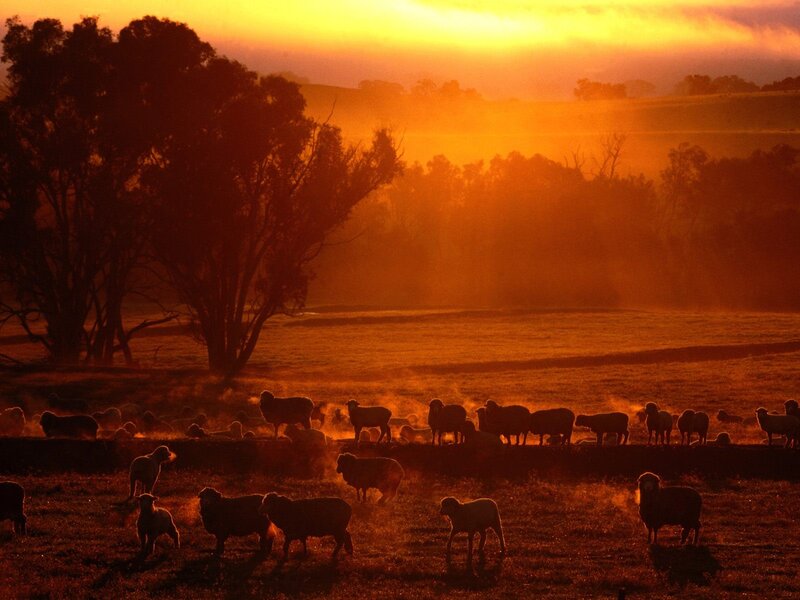 Sheep at sunset in a field