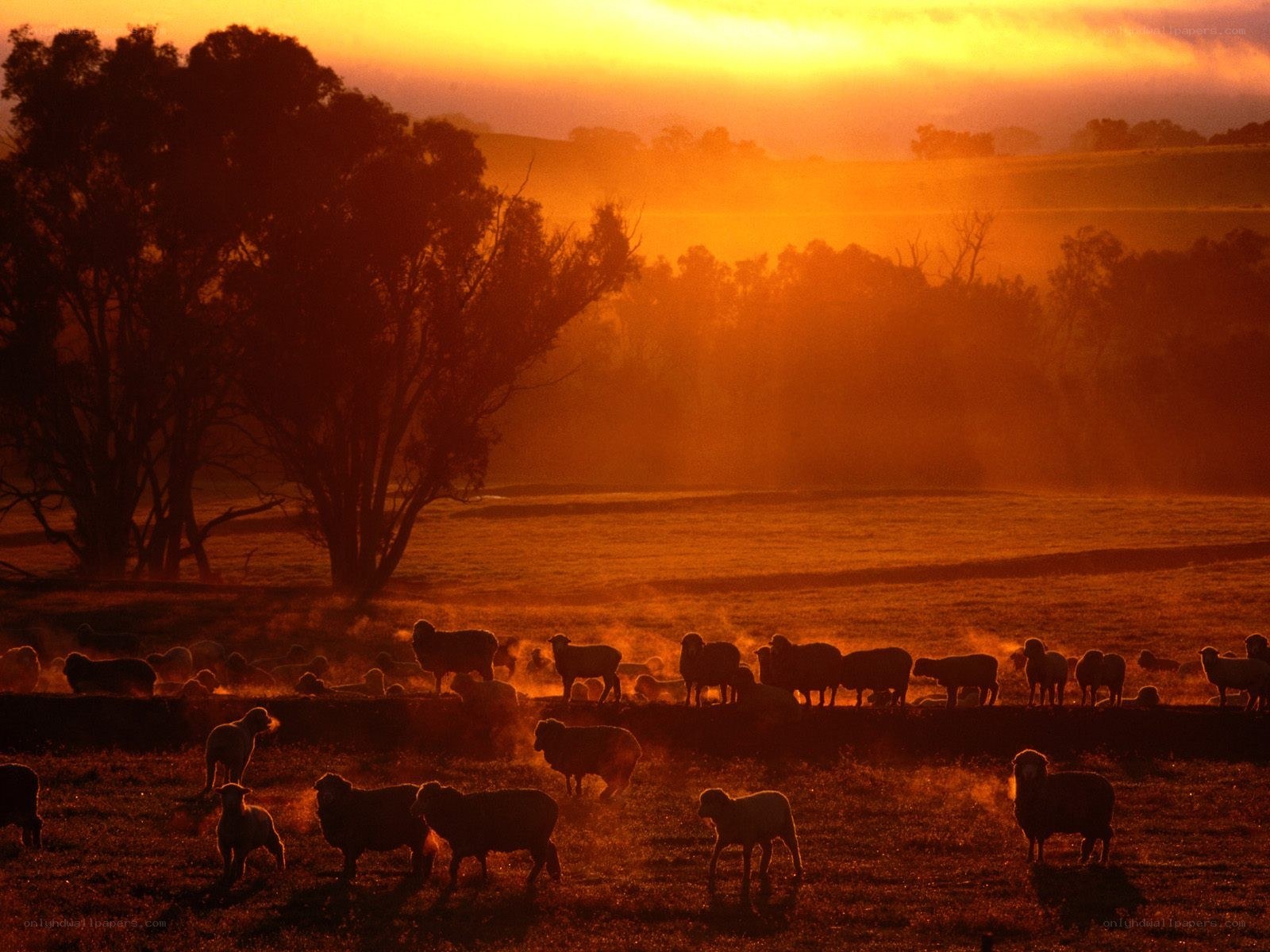 Sheep at sunset in a field