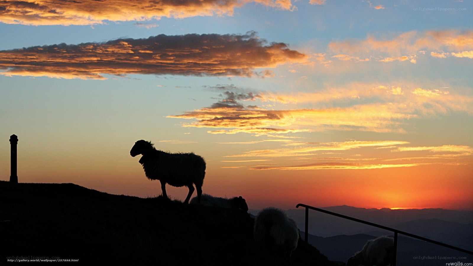 Sheep at sunset on a hill