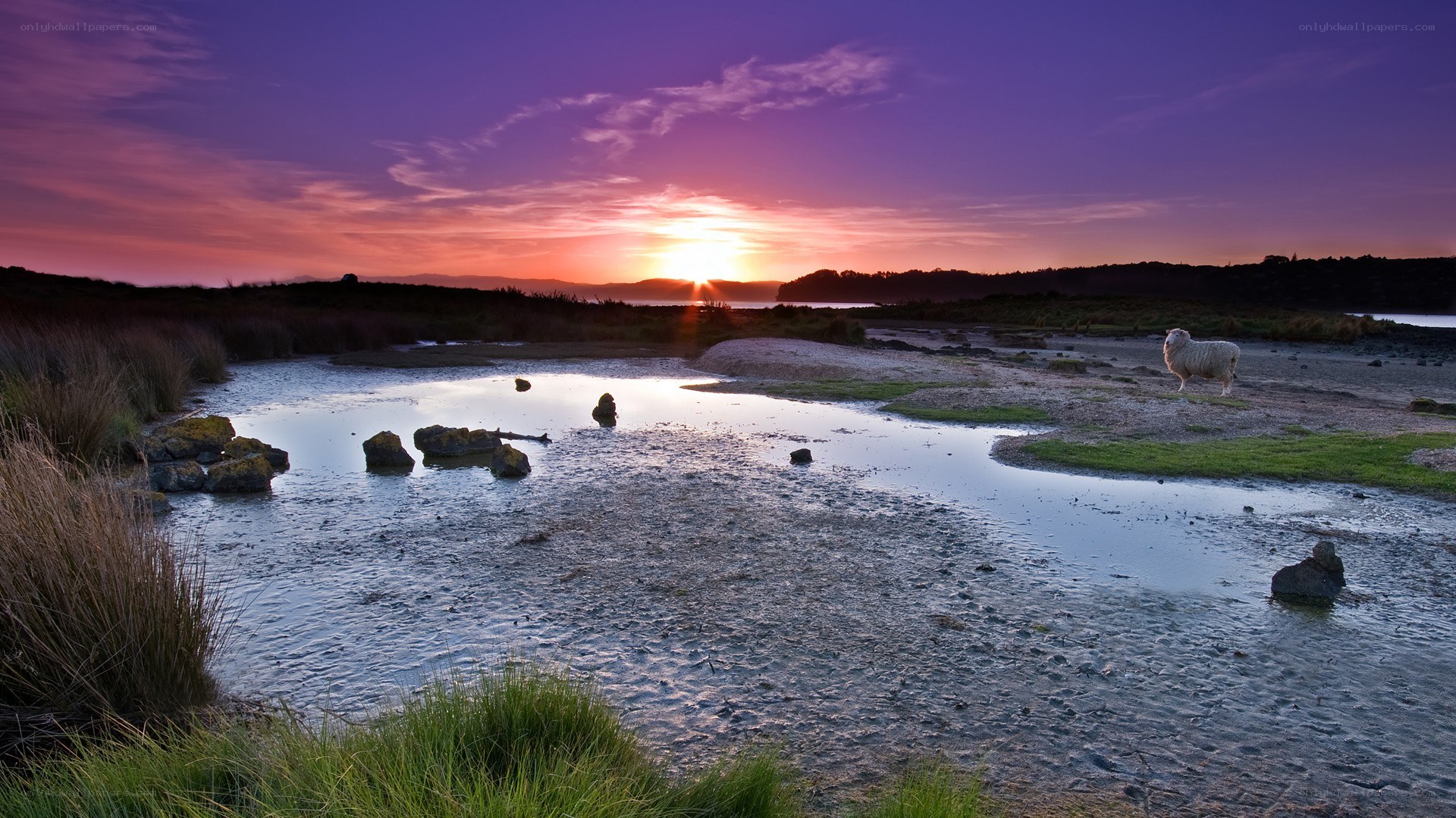 Sheep at sunset on a marsh