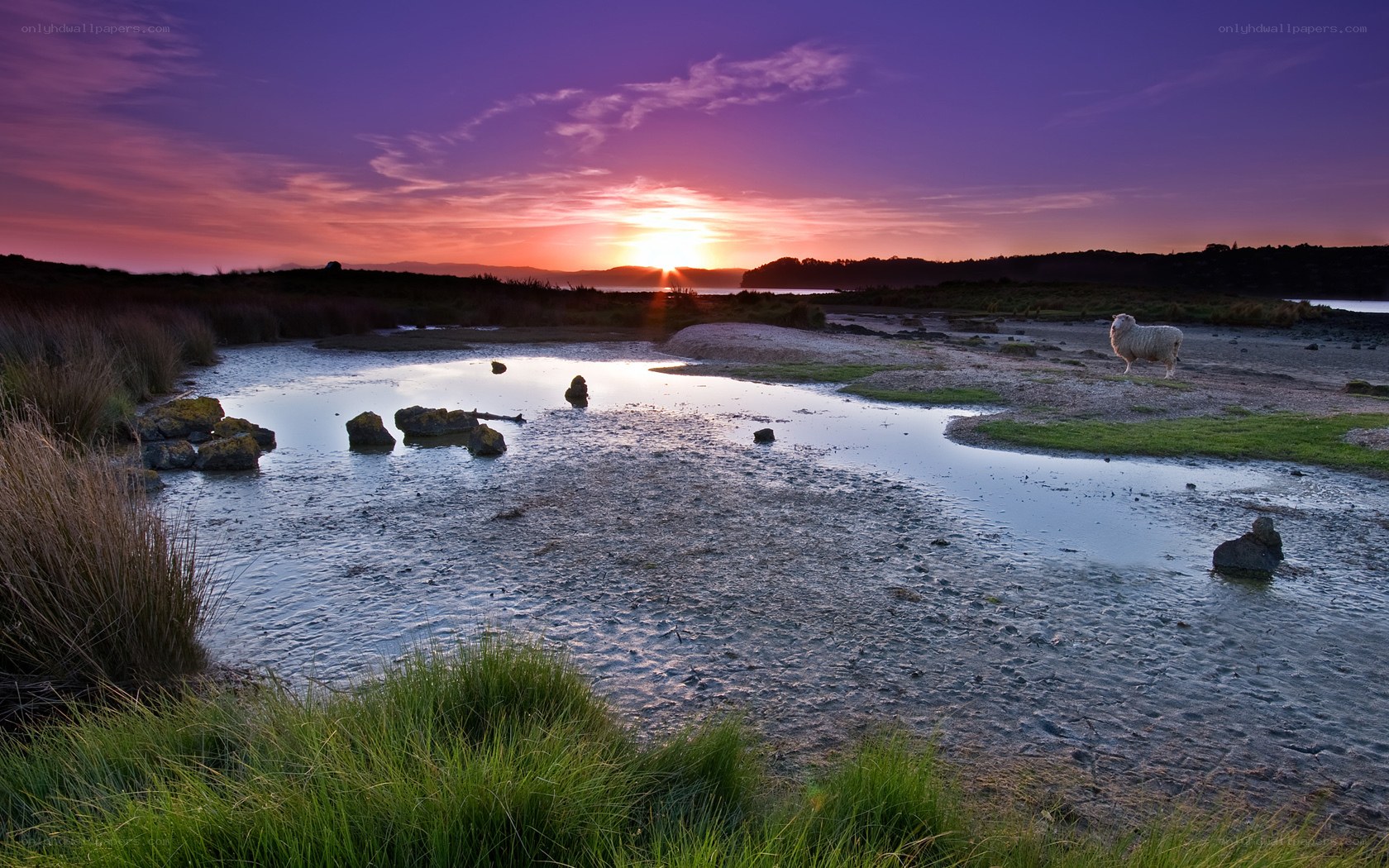 Sheep at sunset on a marsh