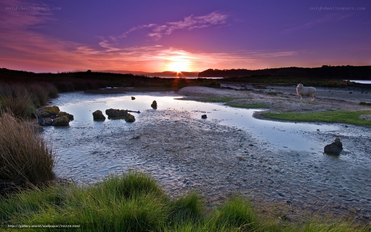 Sheep at sunset on a marsh