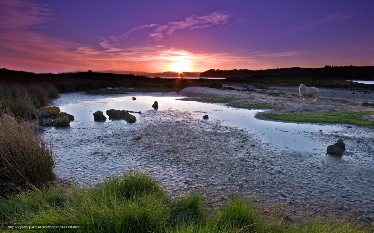 Sheep at sunset on a marsh