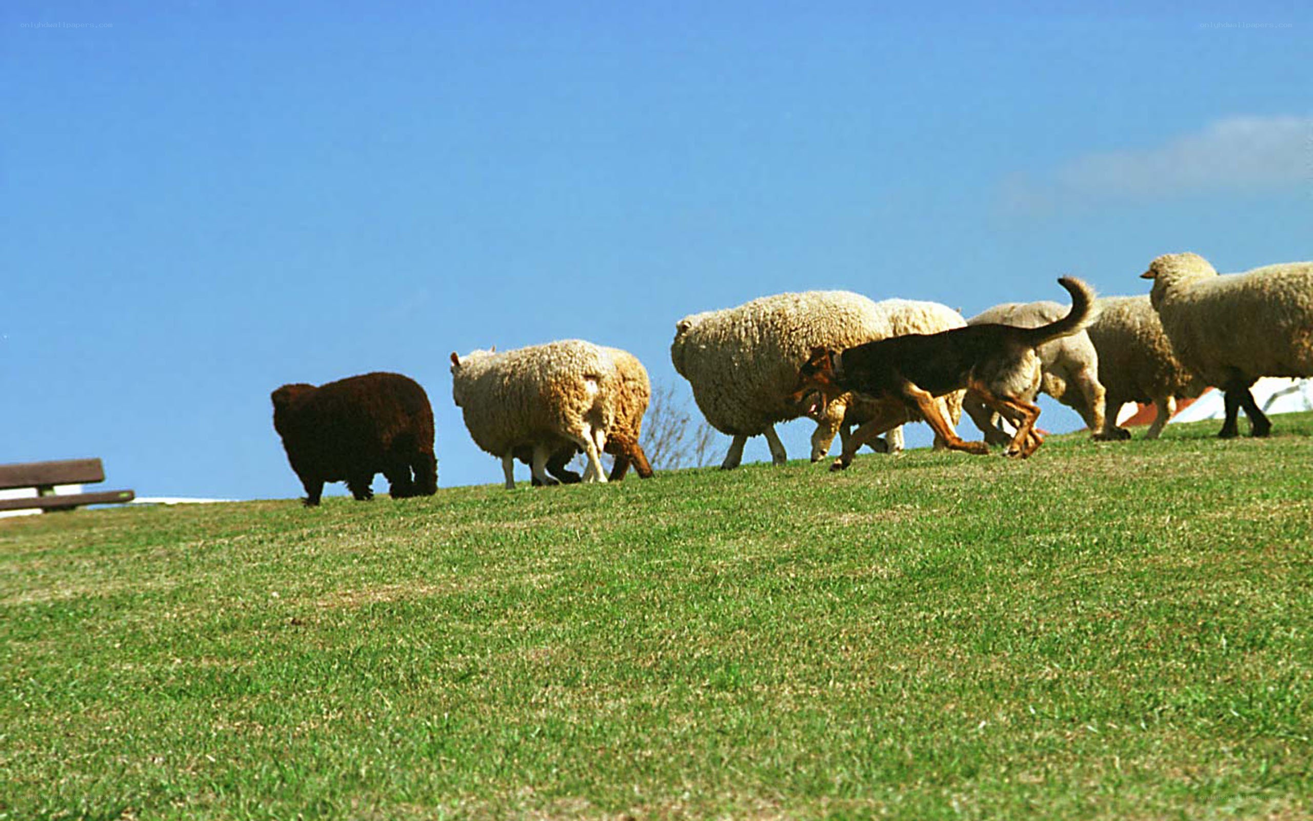 sheep being herded by a dog