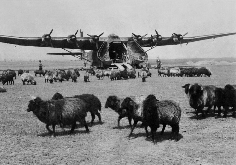 Sheep being loaded onto a plane