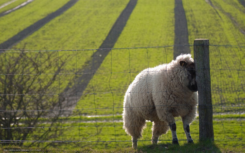 Sheep by a fence on a green hill