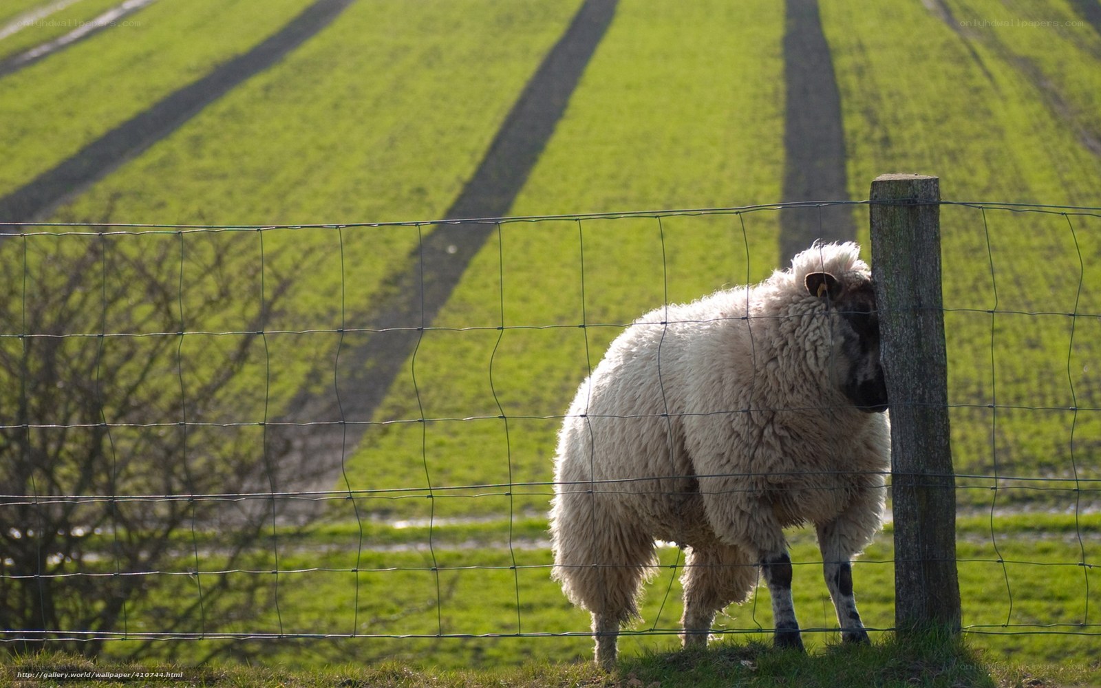 Sheep by a fence on a green hill