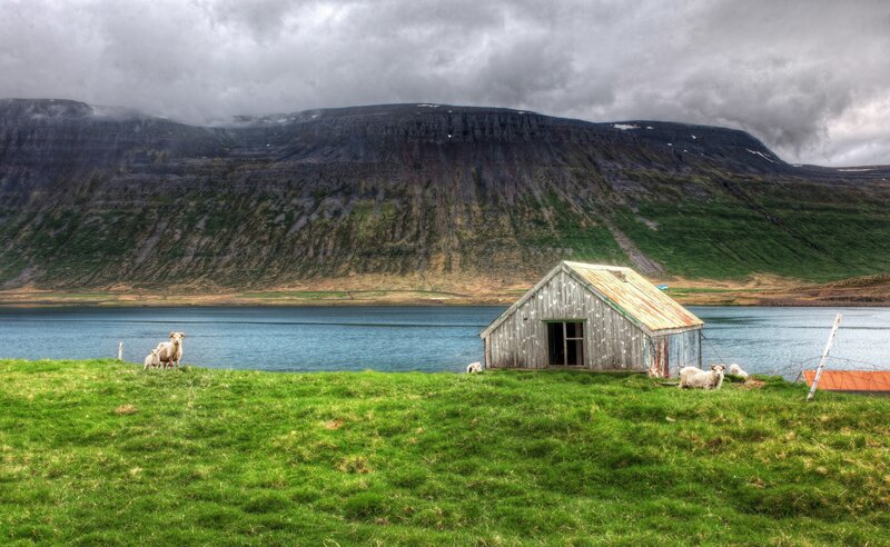 Sheep by a lake in Iceland