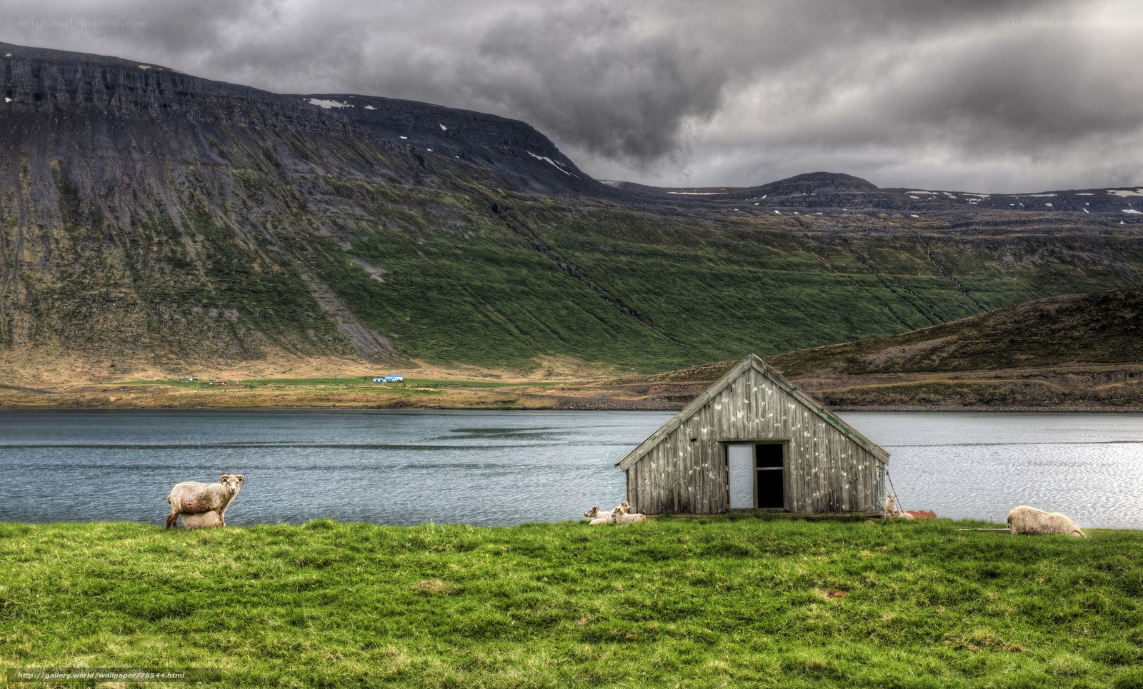 Sheep by a lake in Iceland