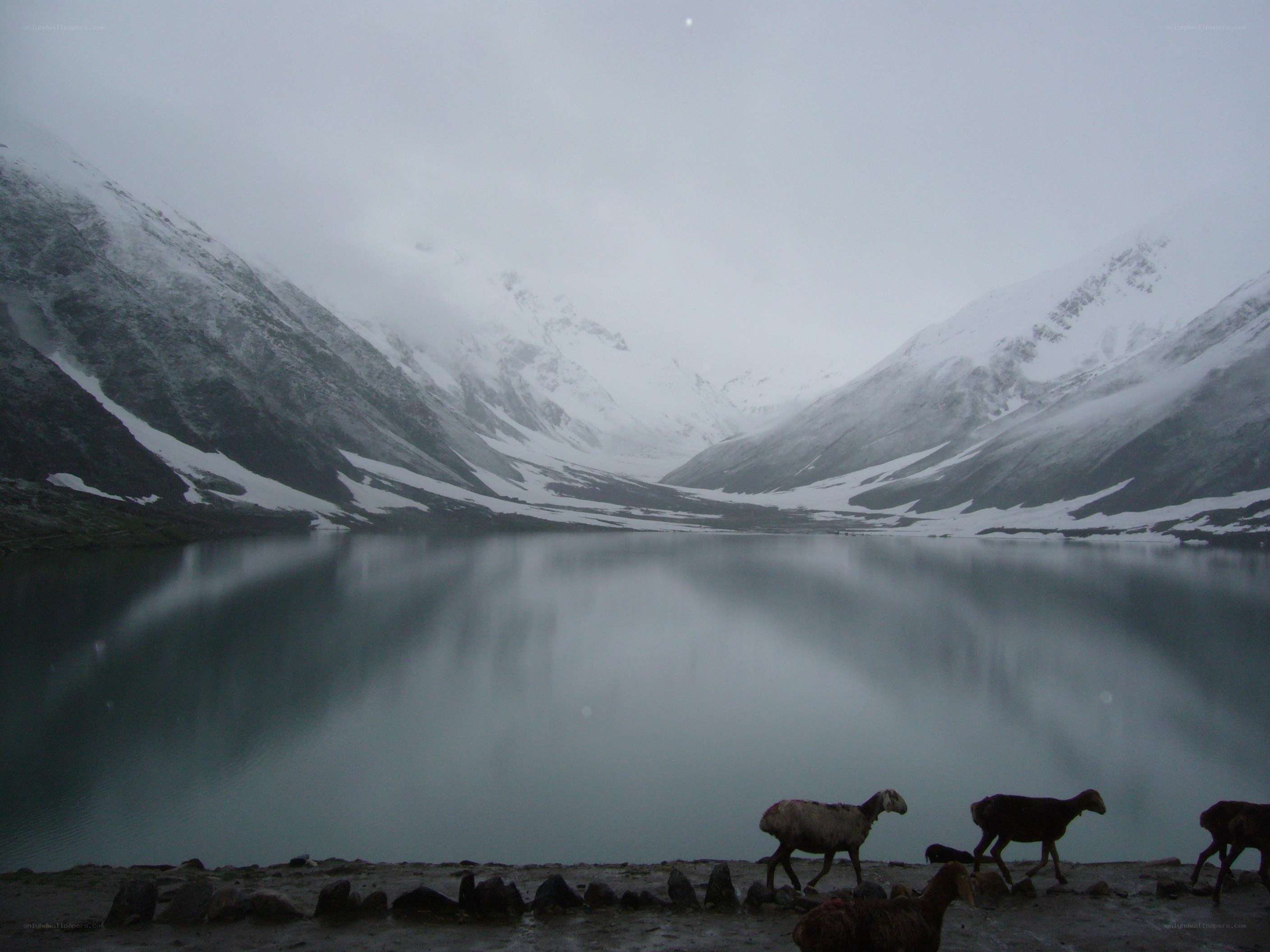 Sheep by a mountain lake