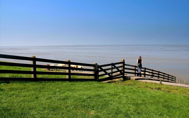 Sheep by the sea with a person