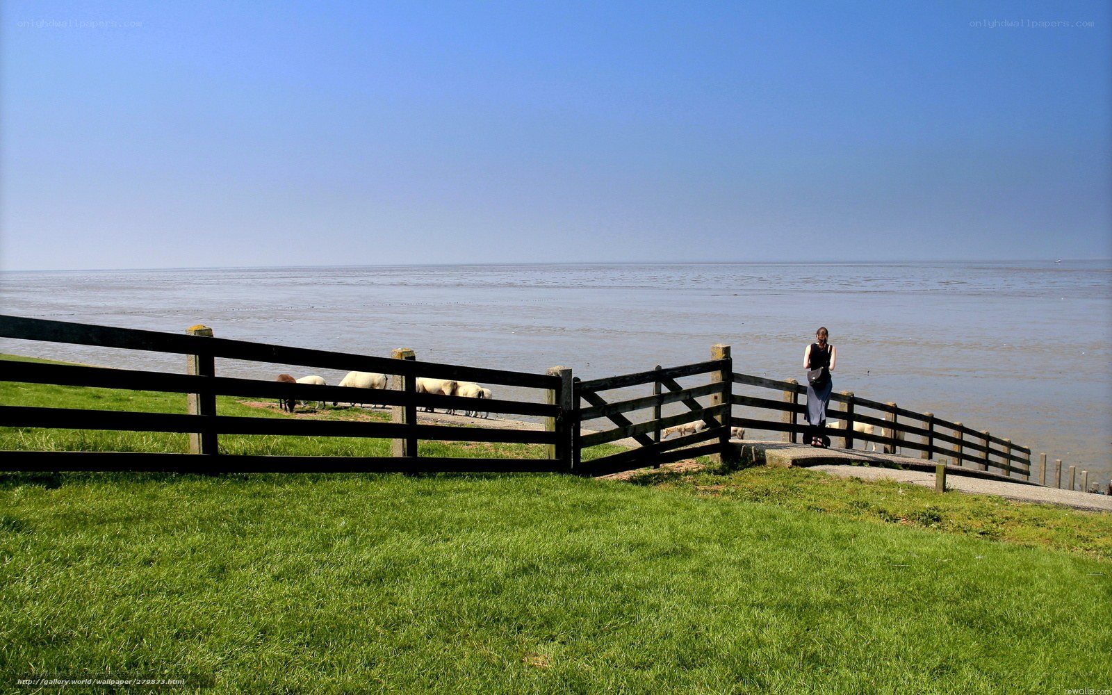 Sheep by the sea with a person