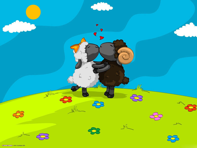 sheep couple in love
