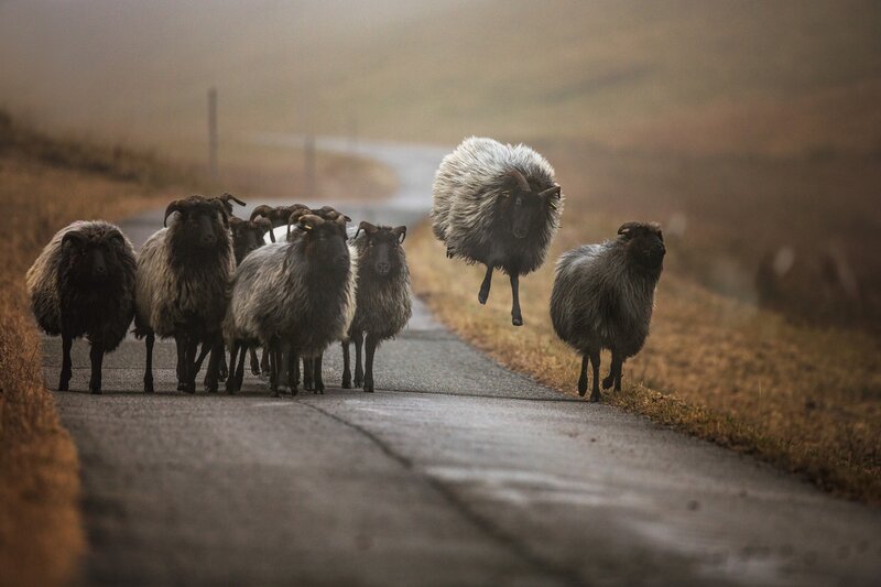 Sheep Crossing Road