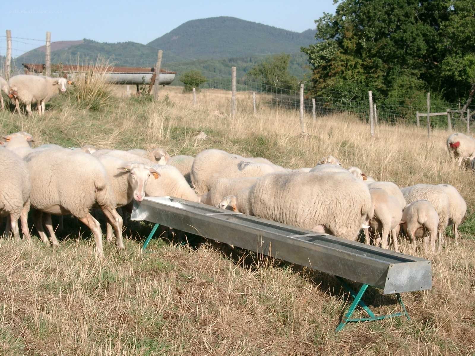 Sheep drinking from a trough