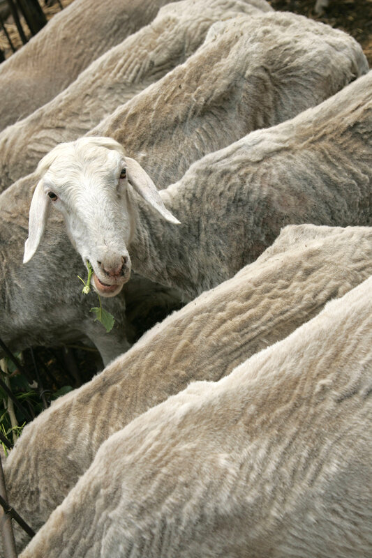 sheep eating green leaf