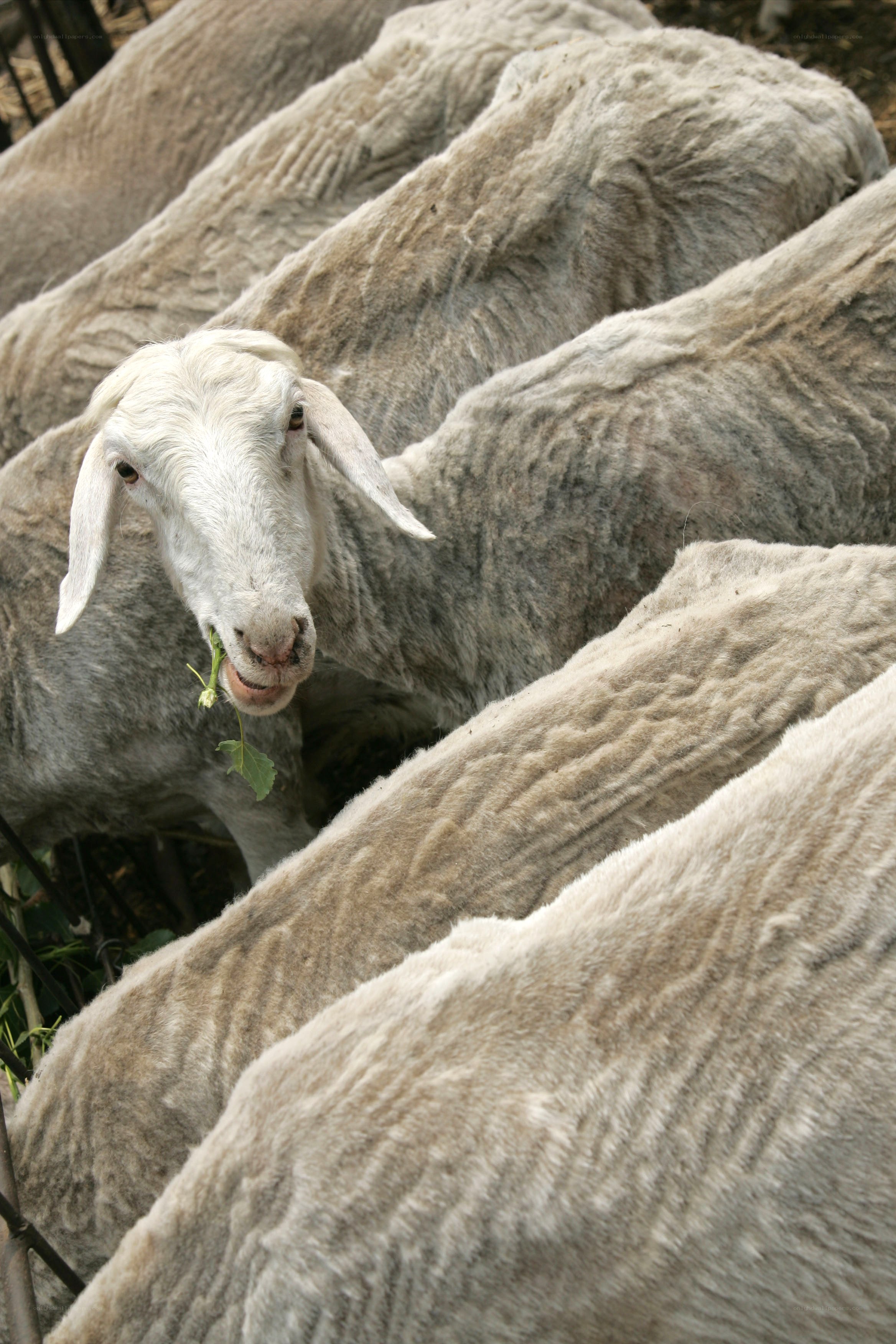 sheep eating green leaf