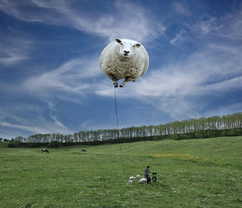 Sheep Floating in Sky