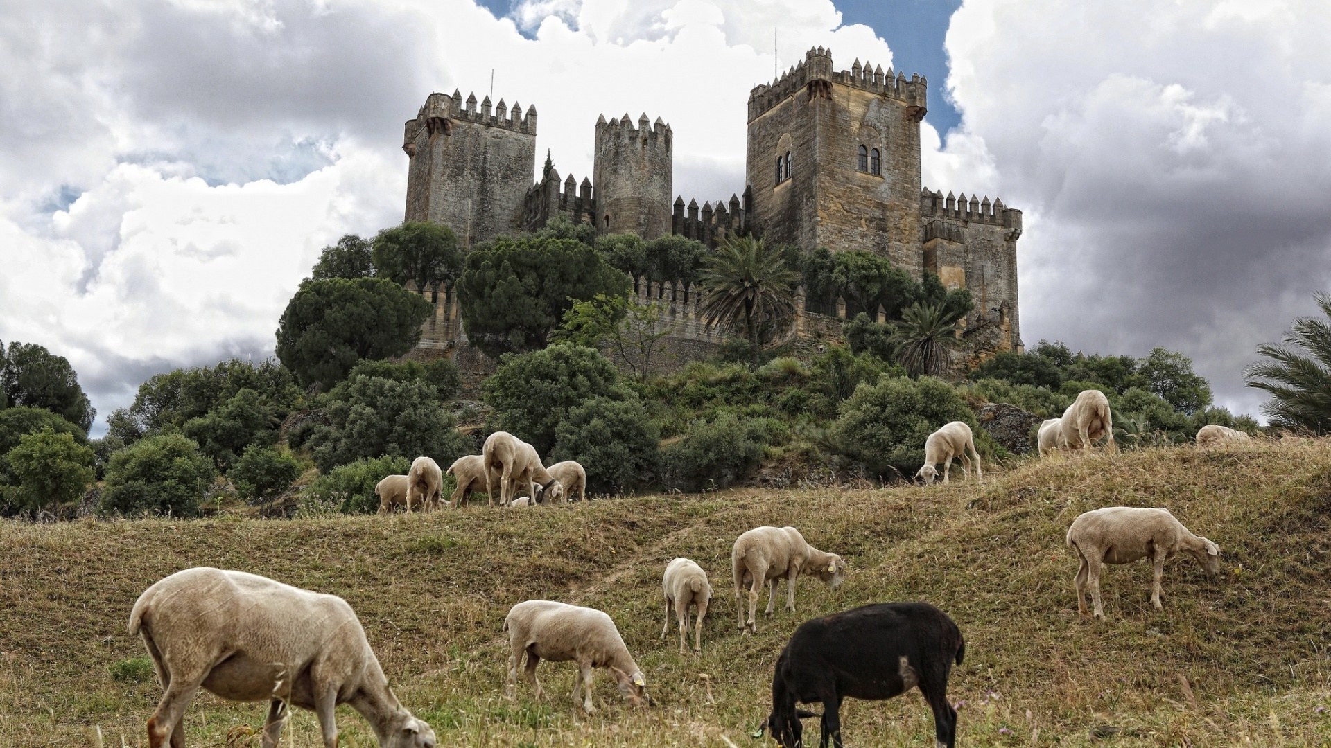 Sheep graze near ancient castle