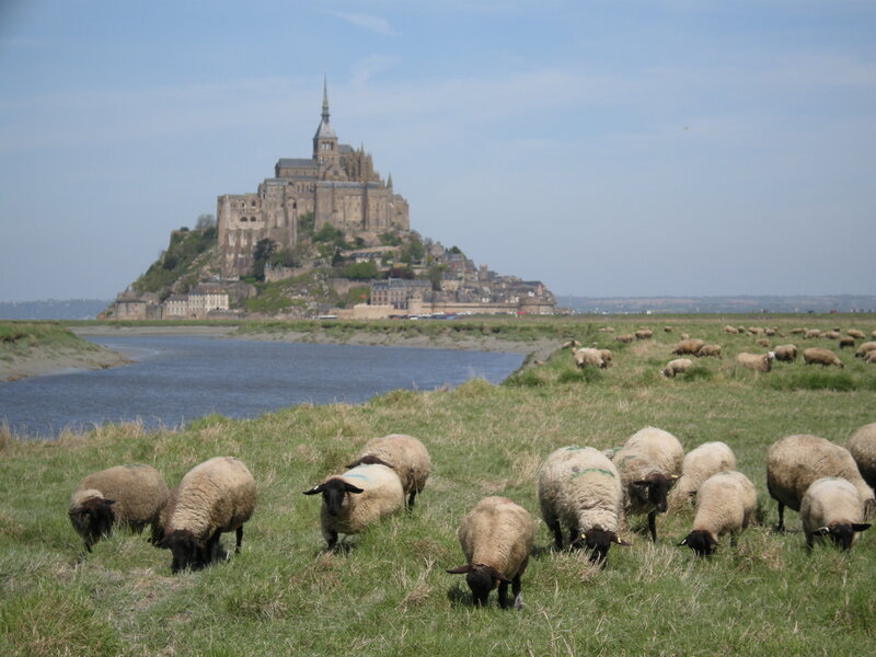 Sheep graze near Mont Saint-Michel