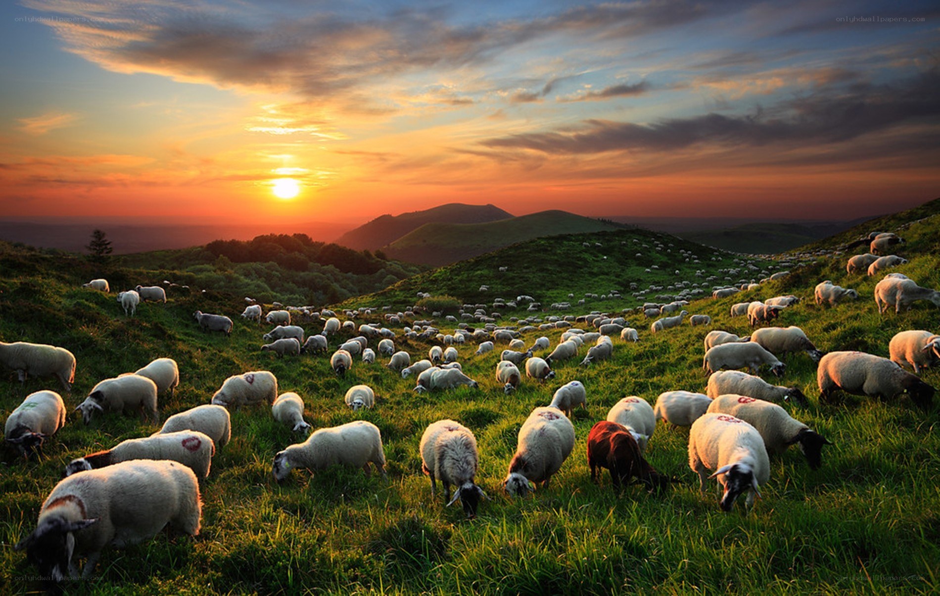Sheep grazing at sunset