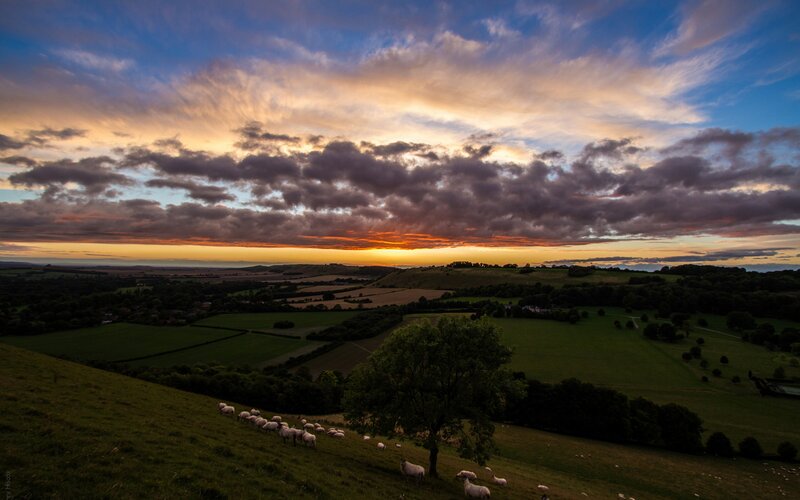 Sheep grazing at sunset
