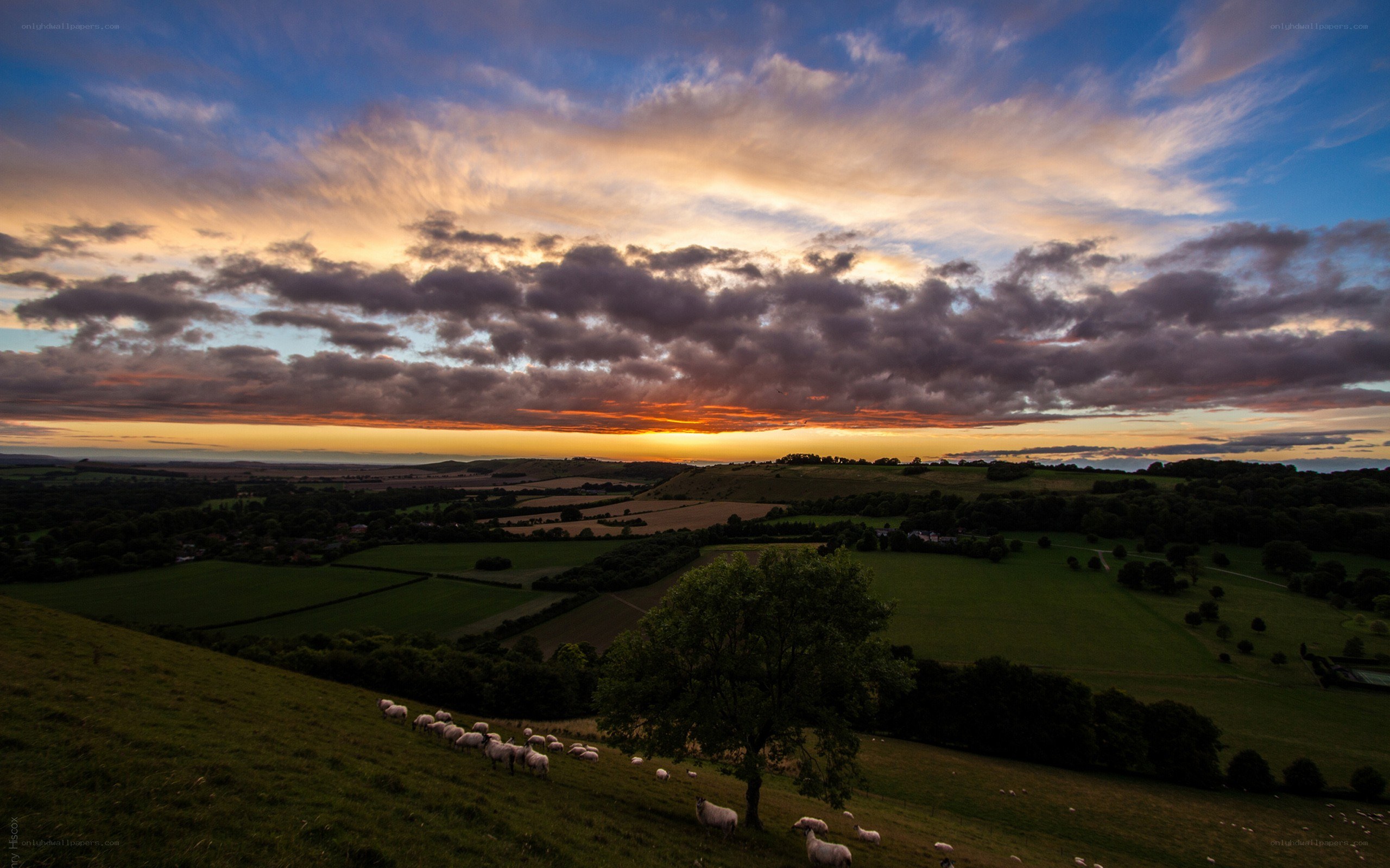 Sheep grazing at sunset