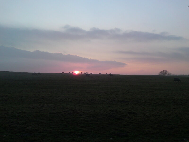 Sheep grazing at sunset