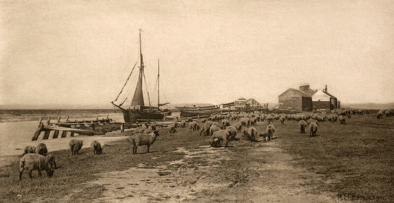 Sheep grazing by a harbor