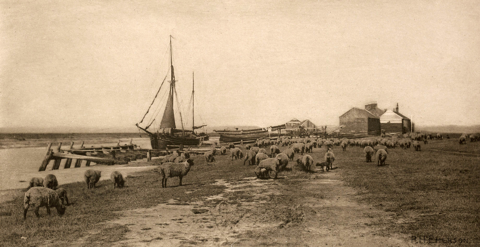 Sheep grazing by a harbor