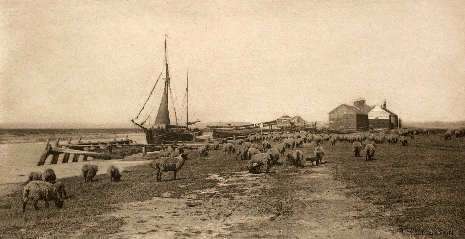 Sheep grazing by a harbor