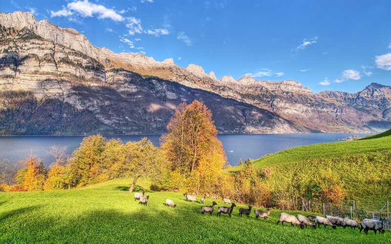 Sheep grazing by a lake
