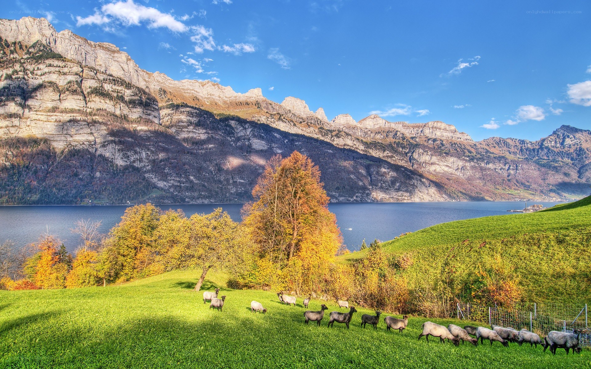 Sheep grazing by a lake