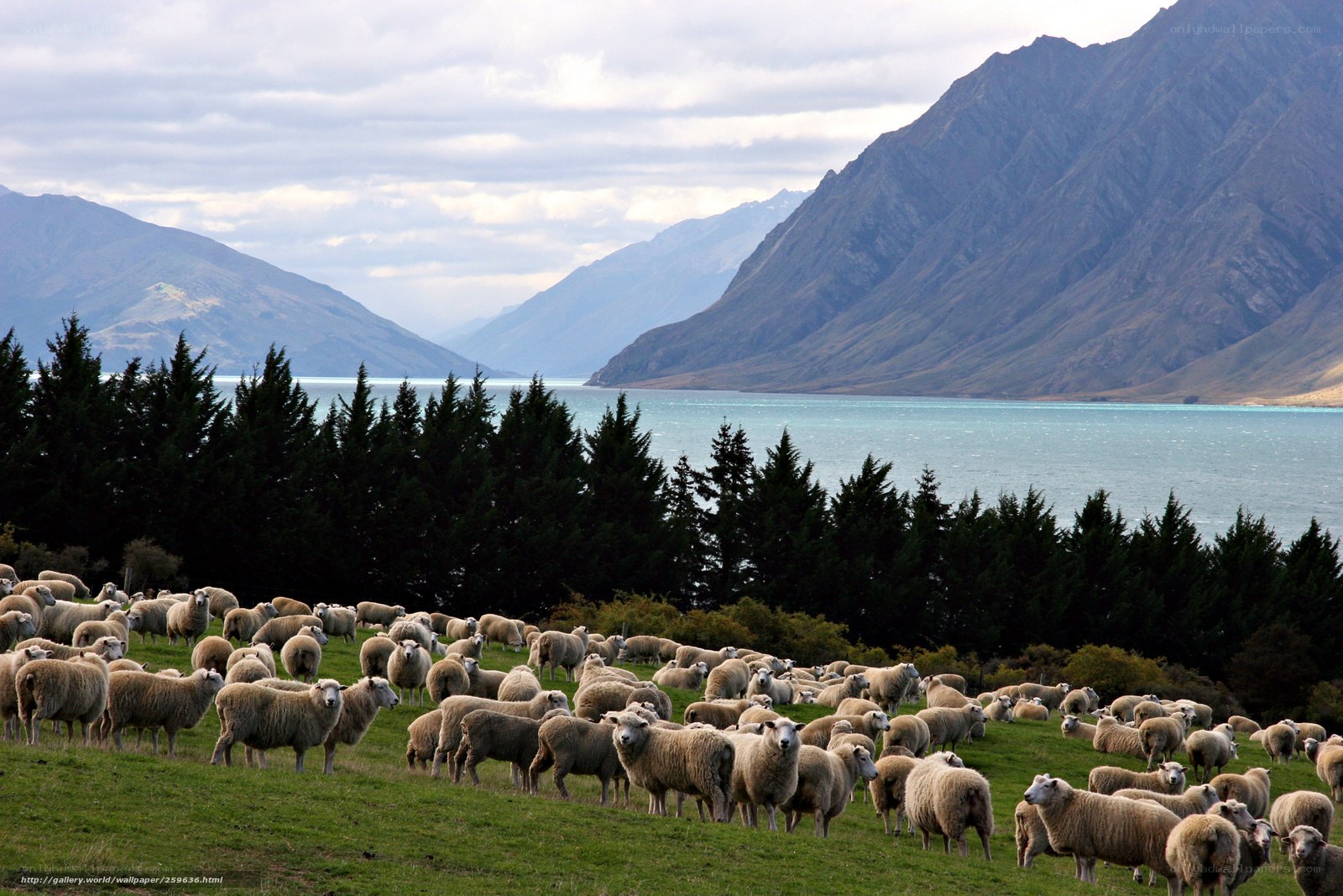 Sheep grazing by a lake