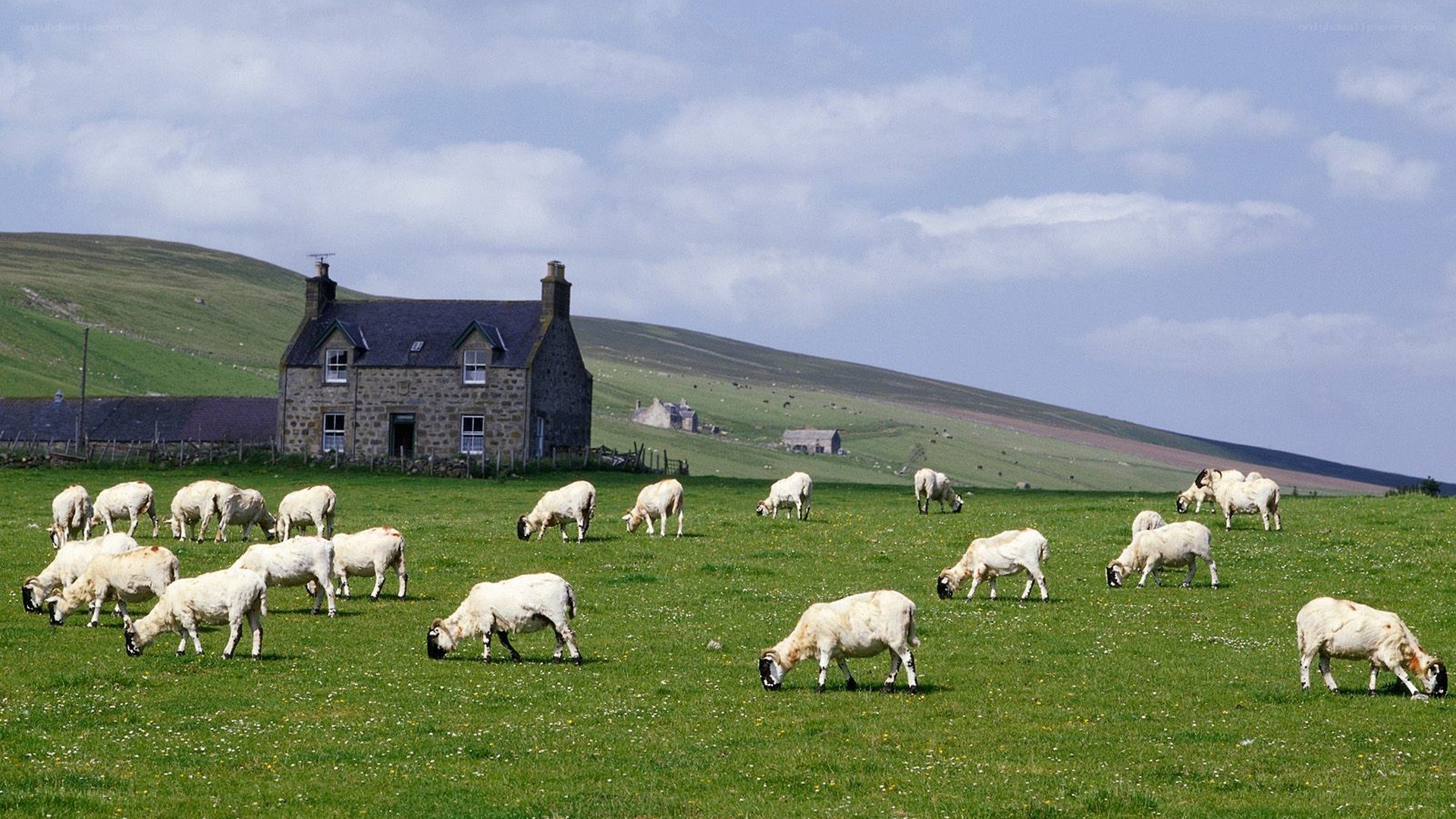 Sheep grazing by a stone house