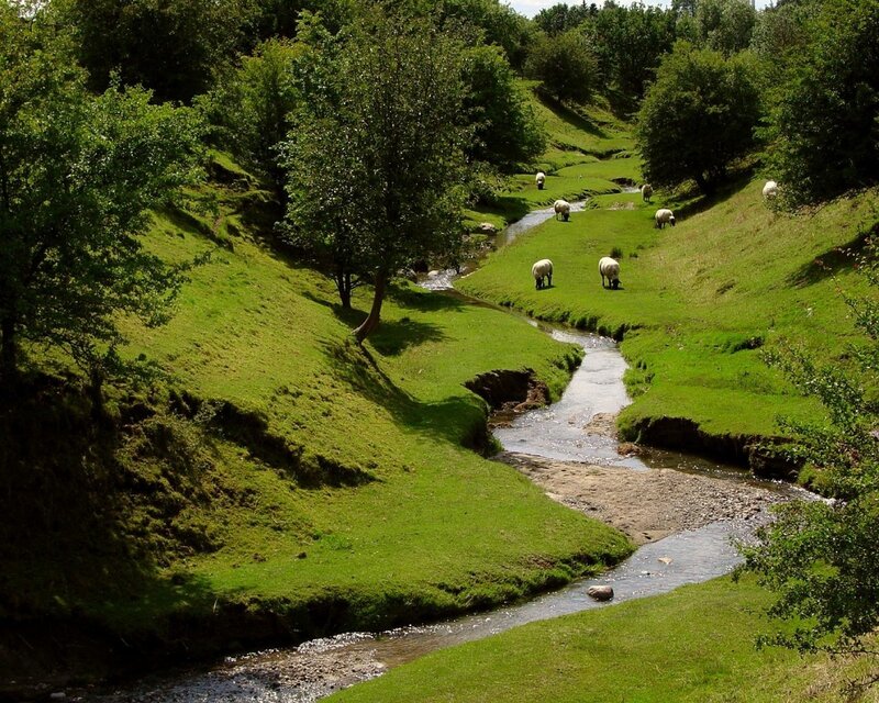 Sheep grazing by a stream