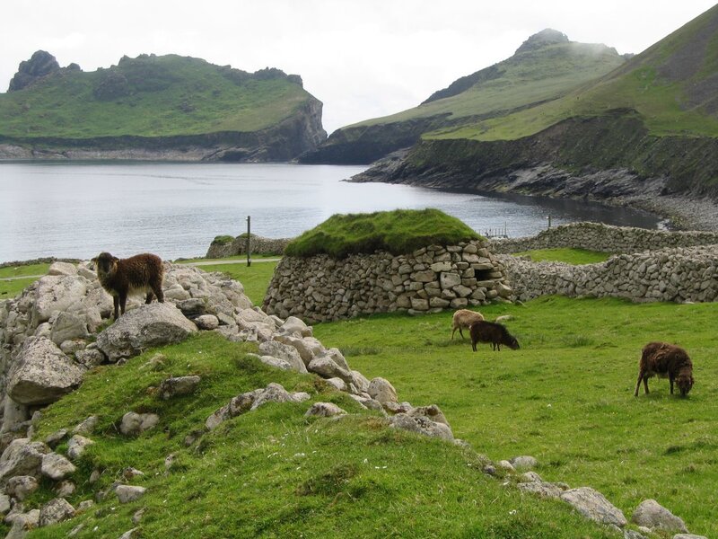 Sheep grazing by coastal ruins