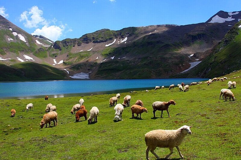Sheep Grazing by Lake