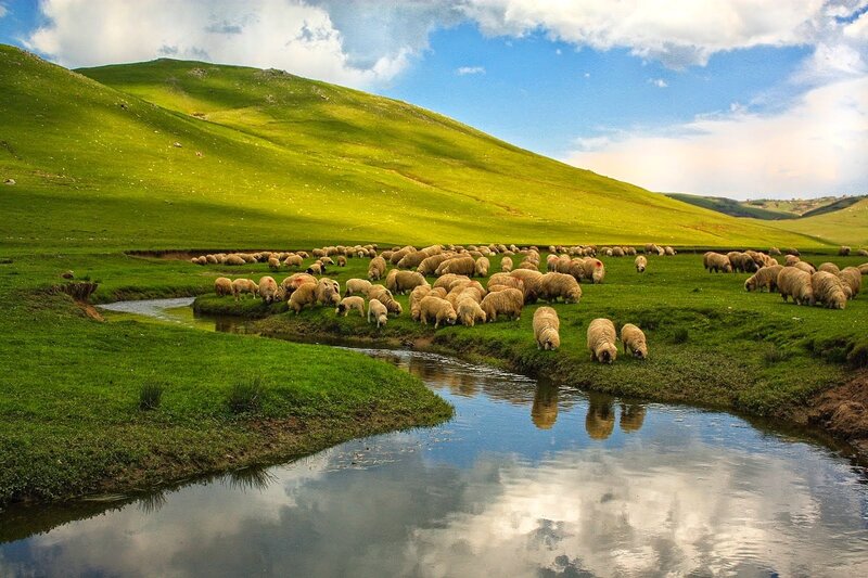 Sheep Grazing by Stream