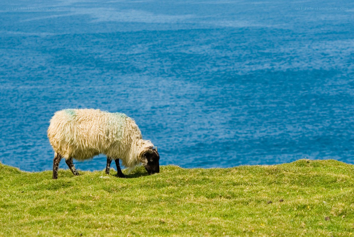 Sheep grazing by the sea