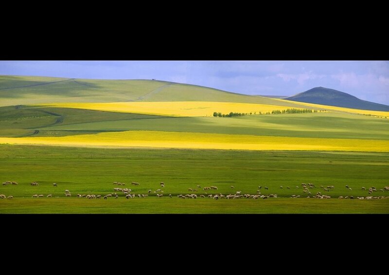 Sheep grazing in a colorful field