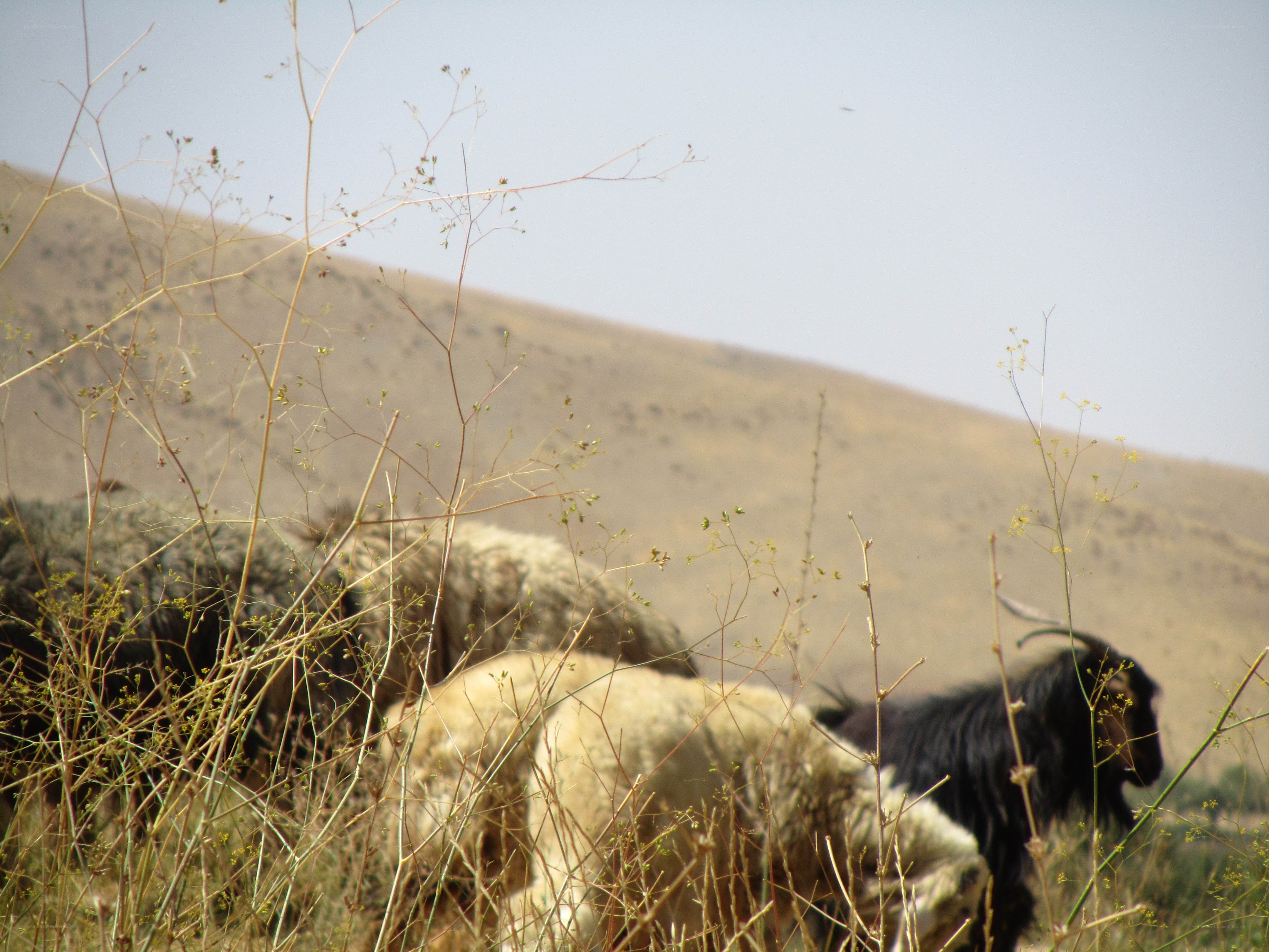 sheep grazing in a dry field