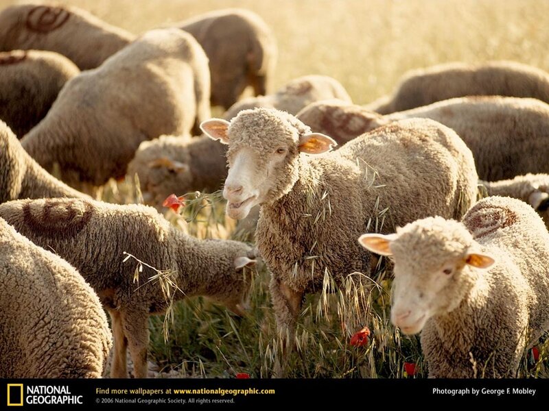 Sheep grazing in a field