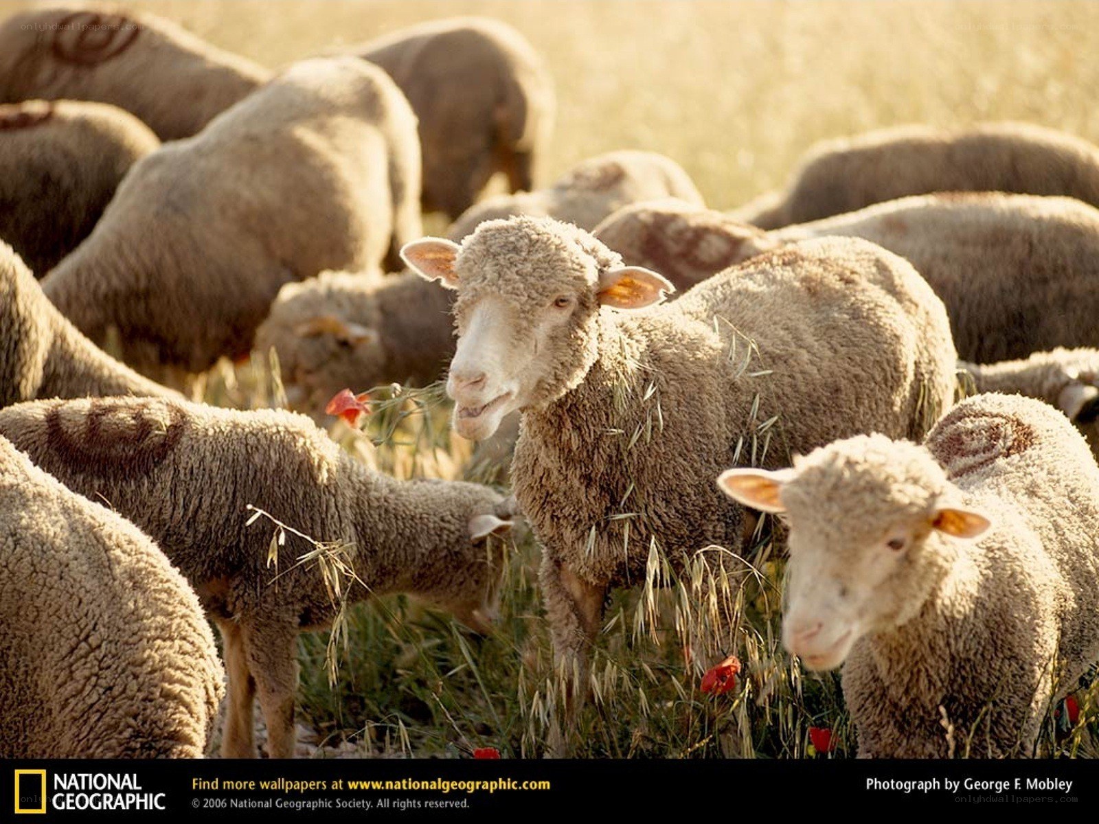 Sheep grazing in a field