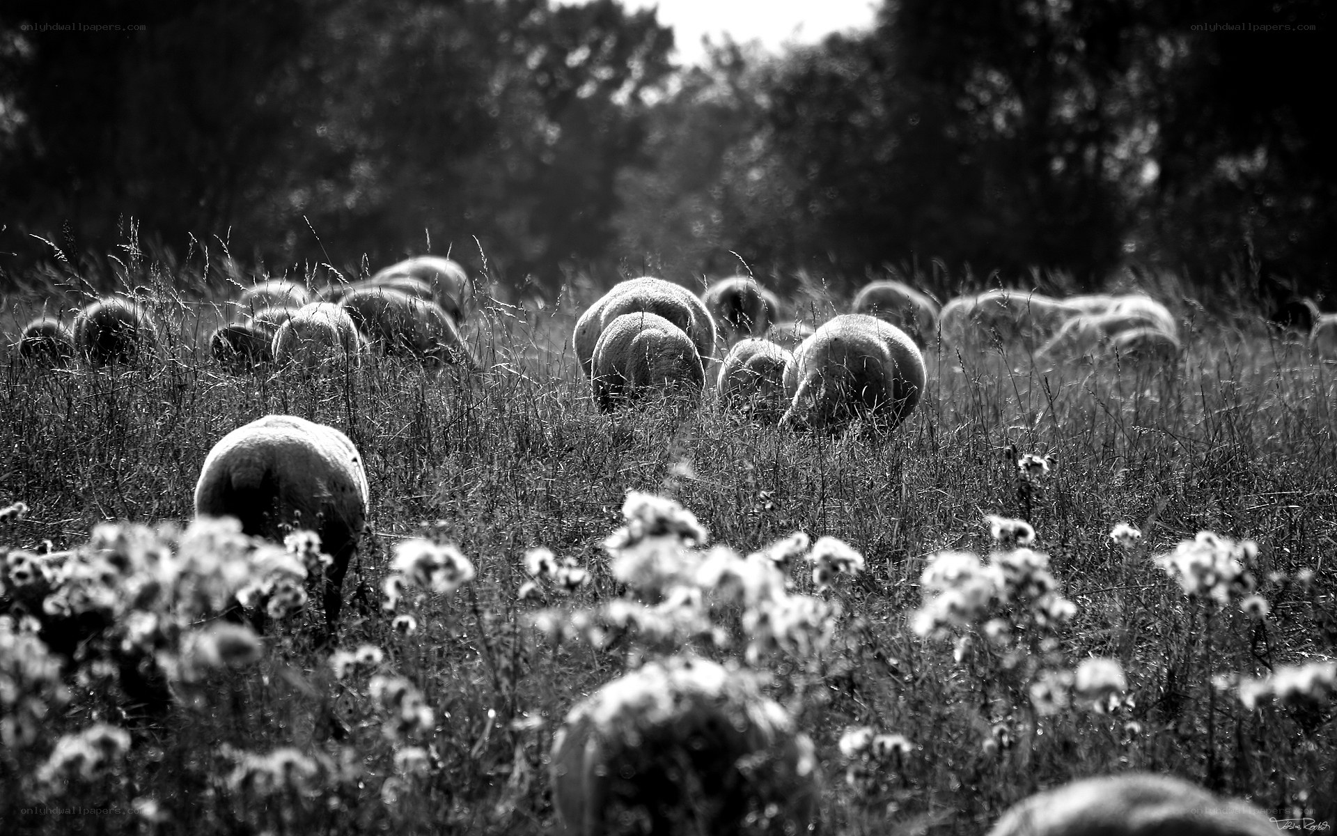 Sheep grazing in a field