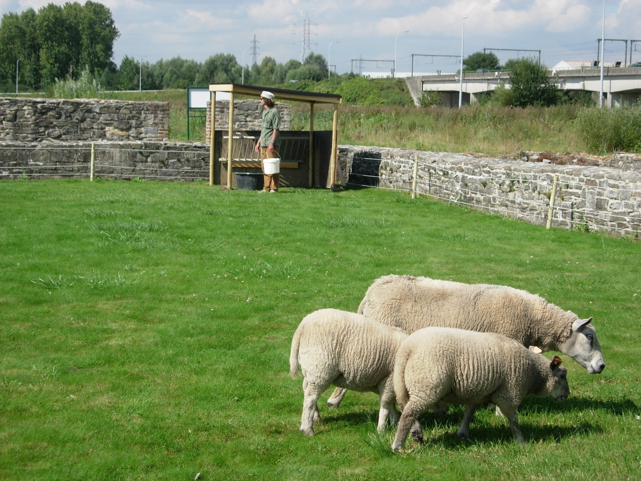 Sheep grazing in a field
